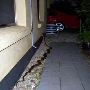 日军*行暴**照片，女子脱衣服让日本人拍摄被*辱侮**致死，惨死野外4