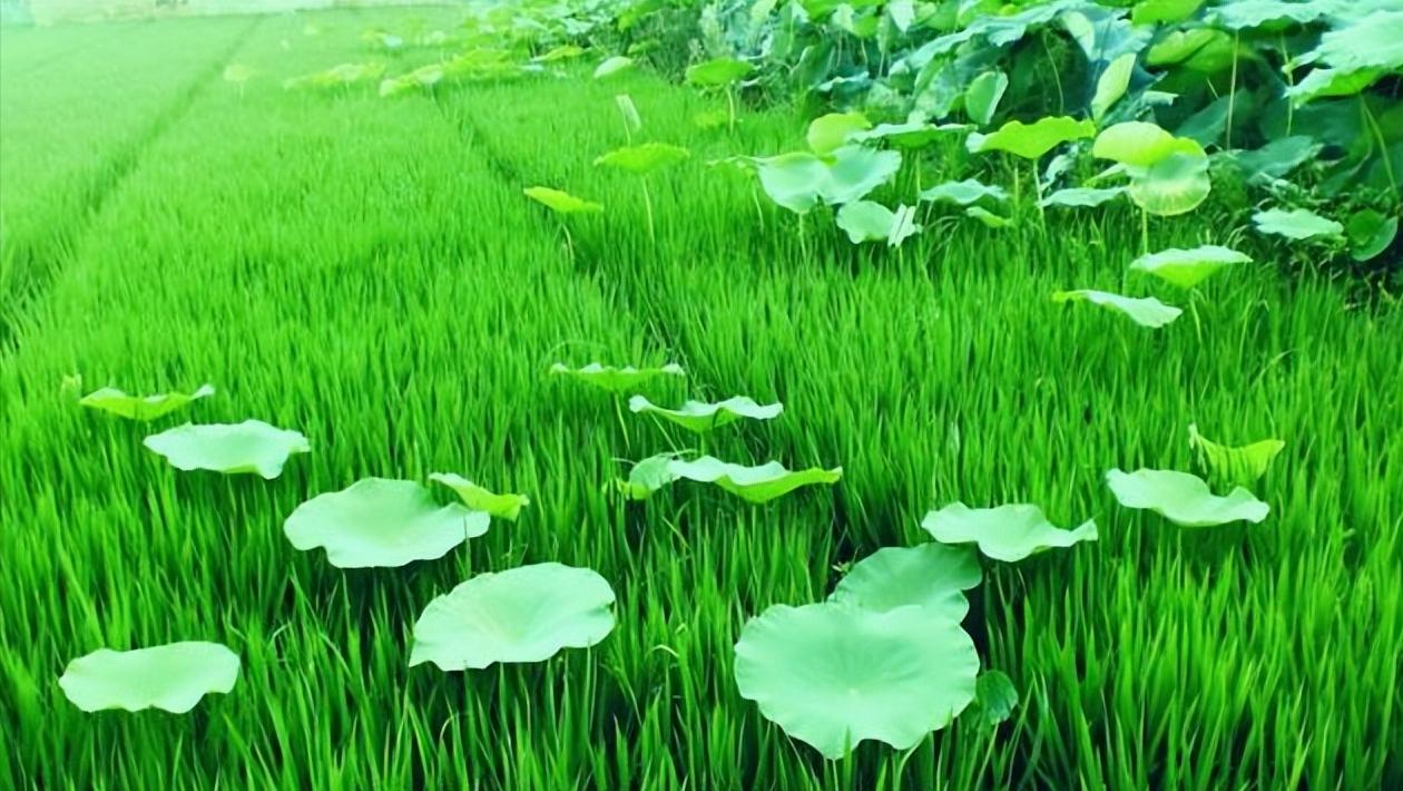 宋朝七言绝句大全,晴日暖风绿阴幽草胜花时什么意思