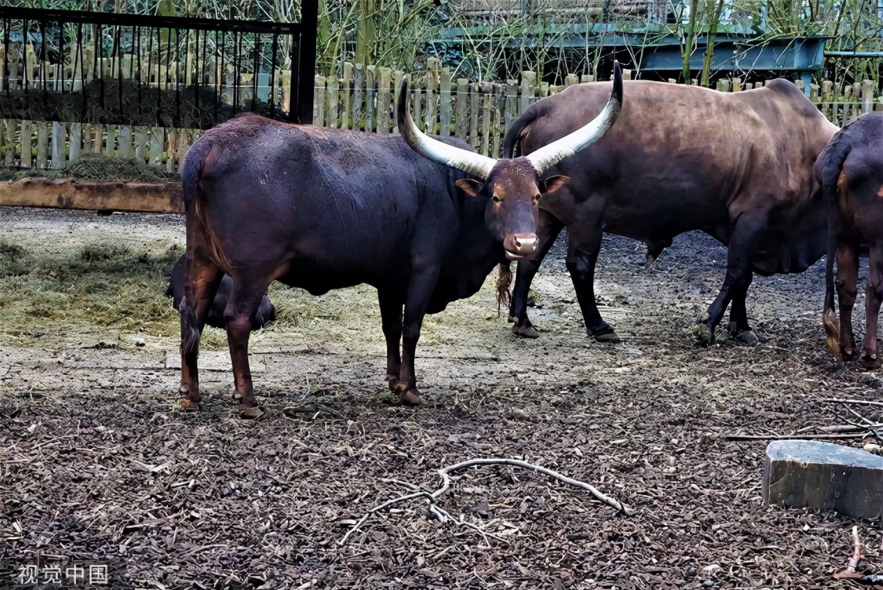 牛瘸腿腐蹄病,牛脚跛是什么病怎样治疗