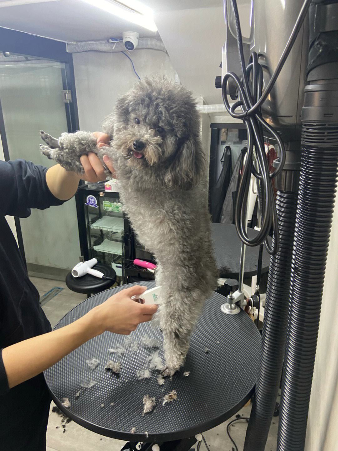 家养的小泰迪需要驱虫吗,家养泰迪攻略