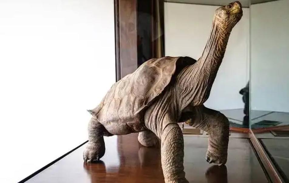 人类禁止*亲近**繁殖，为何要让狗“回交”？甚至品种越纯越好？