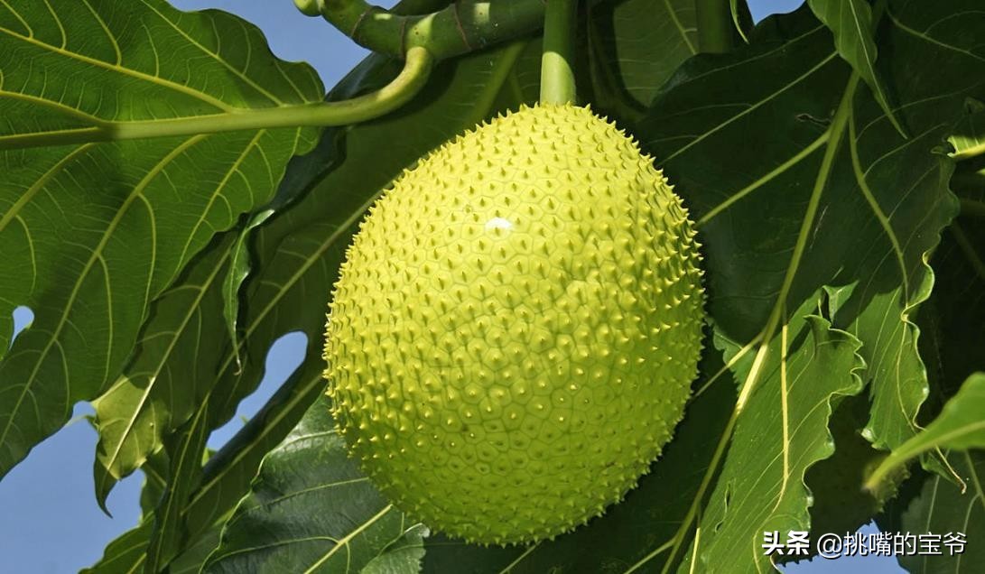 巴巴多斯中国人,巴巴多斯人在中国