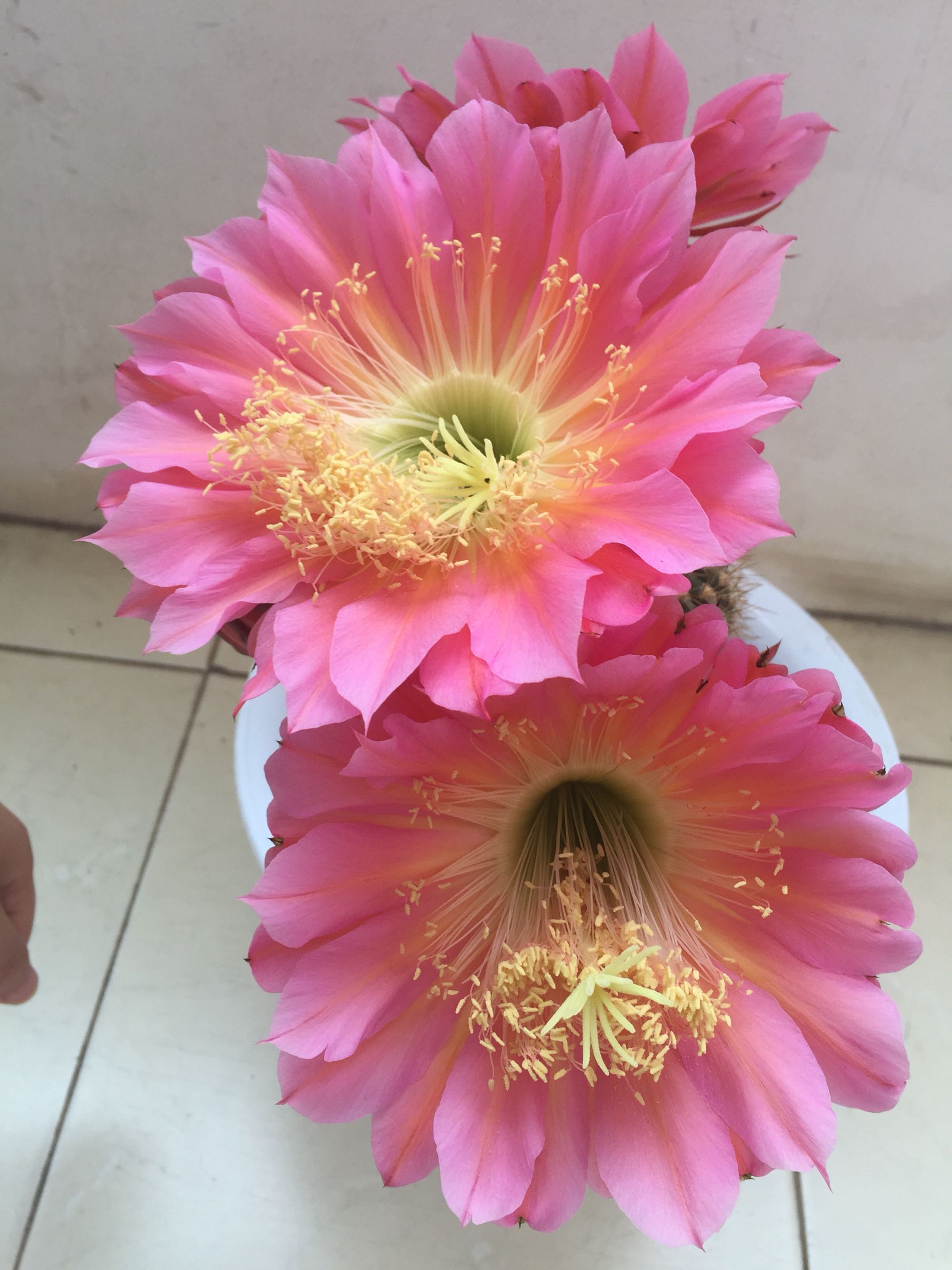 毛花柱仙人球品种大全,顶级精品仙人球花