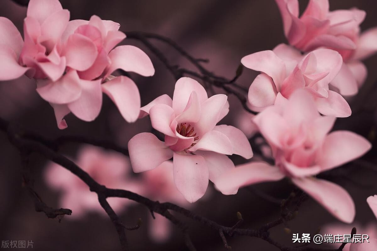 辛夷花开花结果图片,辛夷花是什么科的植物