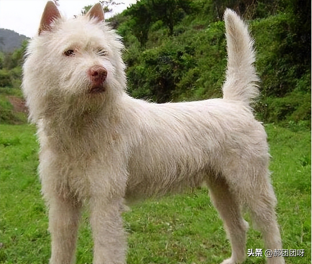 家里的土狗从没见过面,农村土狗没见过世面