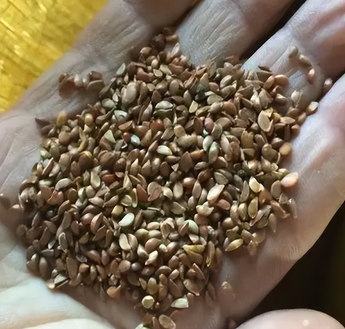 破除植物休眠的方法,如何打破种子休眠