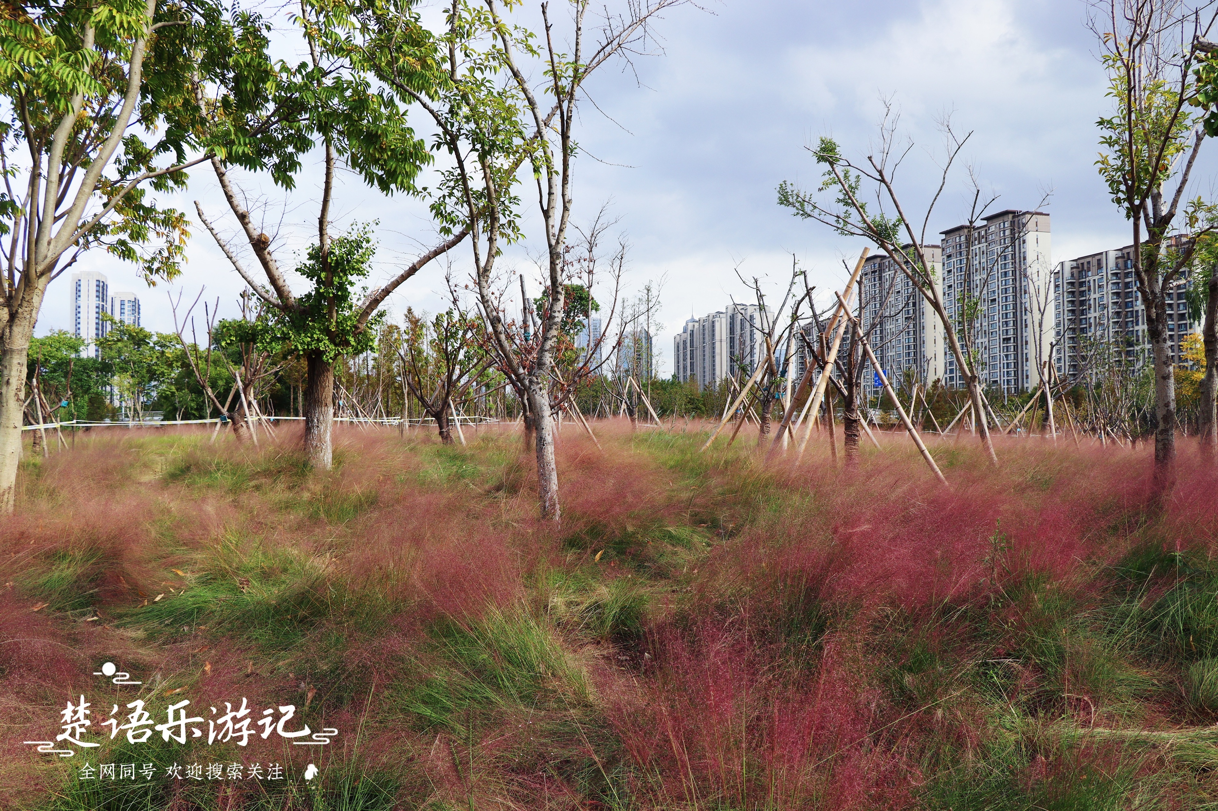 宁波最浪漫的粉黛花海,宁波油菜花海景区