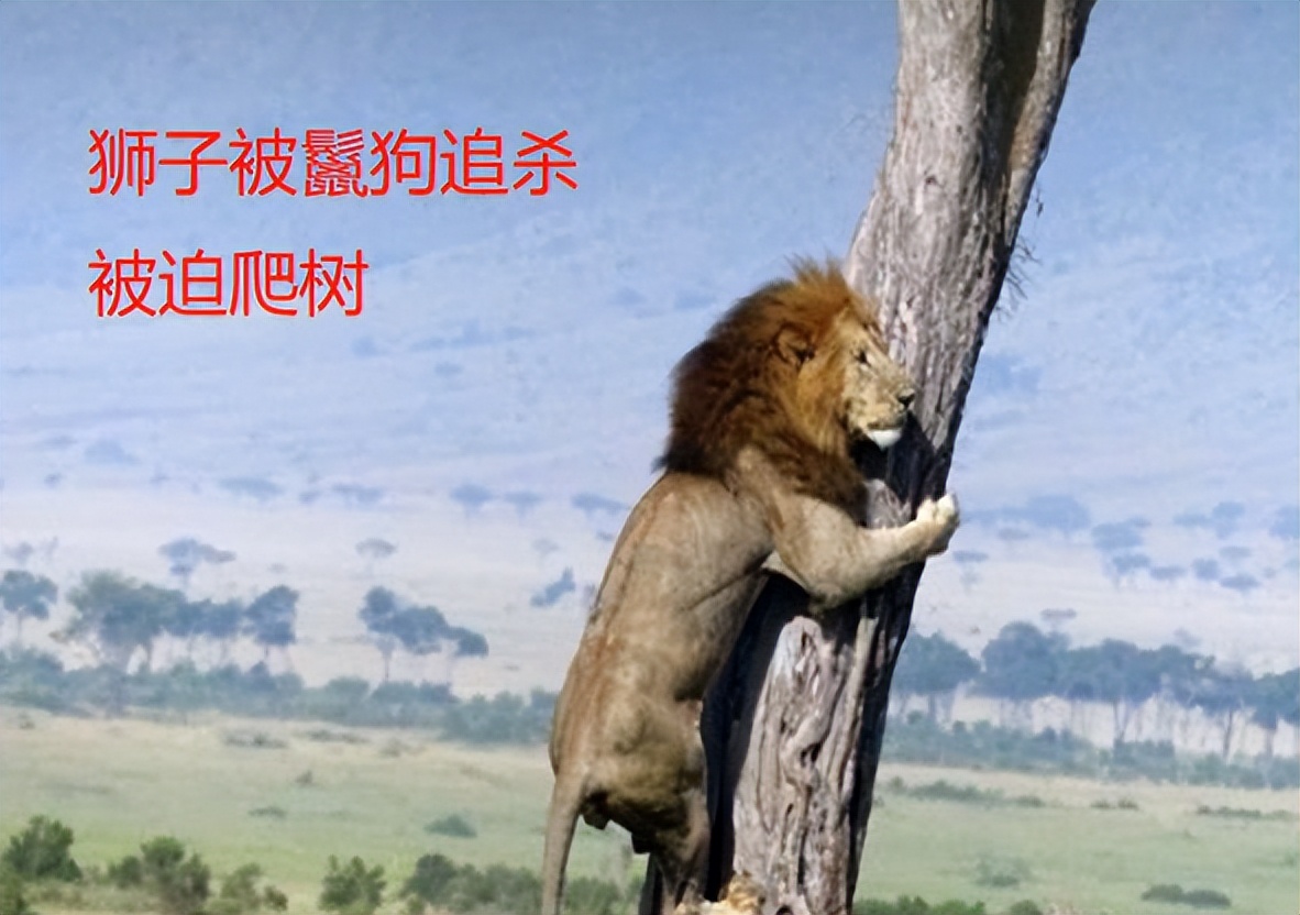 母狮与鬣狗打架真实视频,鬣狗与母狮打架真实视频