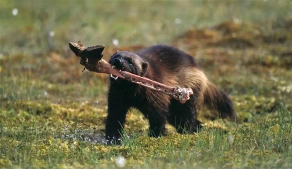 狼群偷袭棕熊的视频,狼群捕杀棕熊