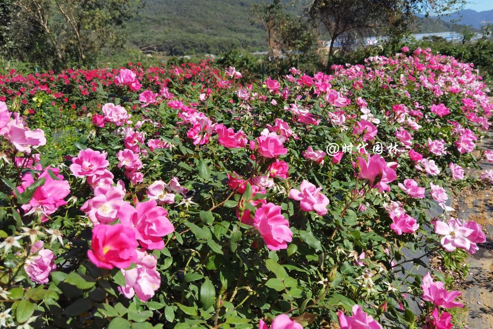 哪些品种的月季耐寒适合阳台栽种,南方最值得种好养的月季