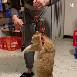 买英短要注意什么,英短猫怎么辨别