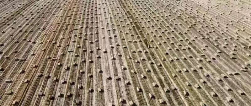 秸秆氨化处理方法,秸秆灰渣最佳处理方法