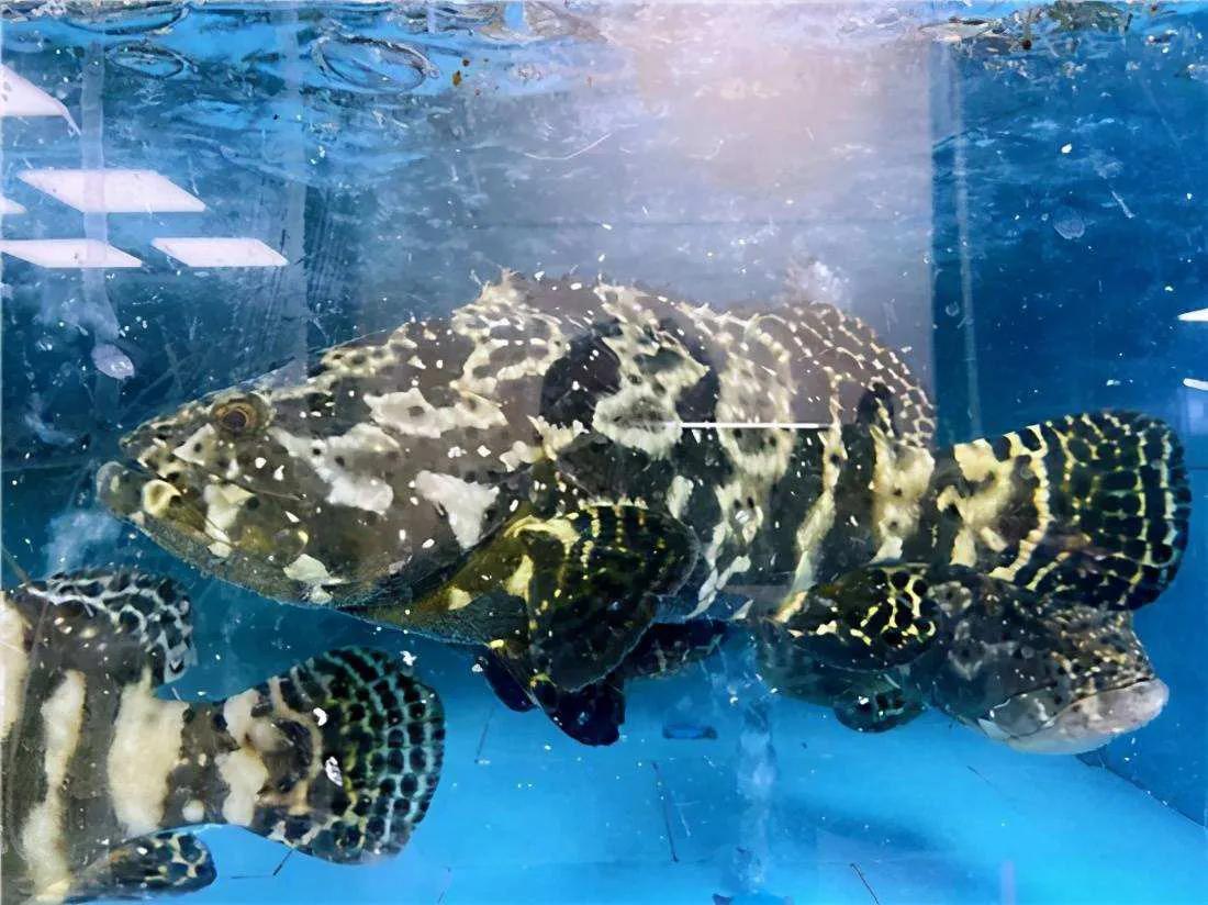 鱼类食材大全名称图片,鱼类菜谱大全100种