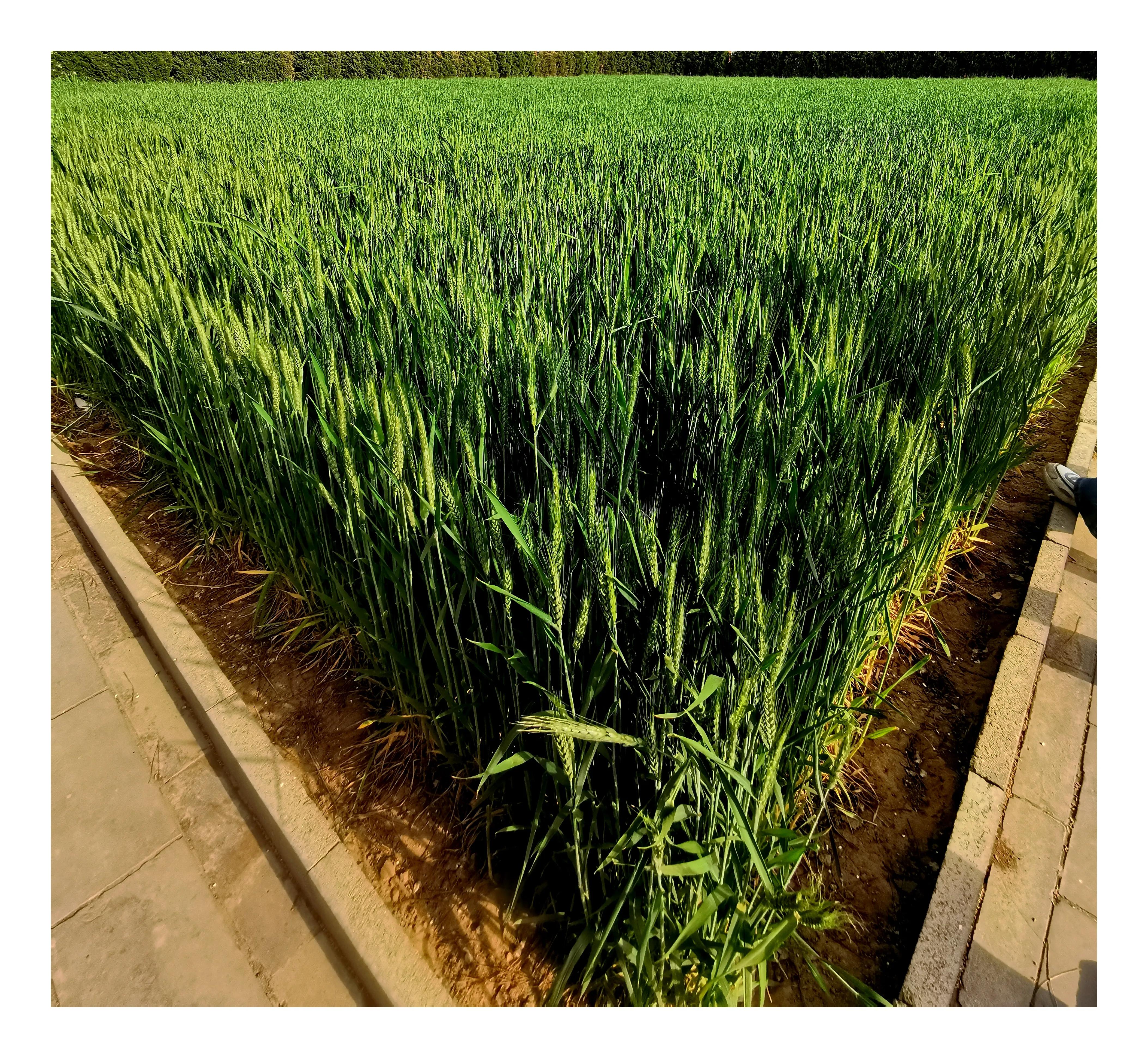 笔游古都「14⑤」游寻京都古迹先农坛拜殿太岁殿