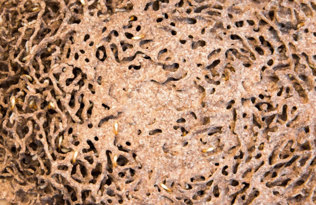 家里出现白蚁怎么消灭白蚁最快,白蚁的消灭方法白蚁会飞吗