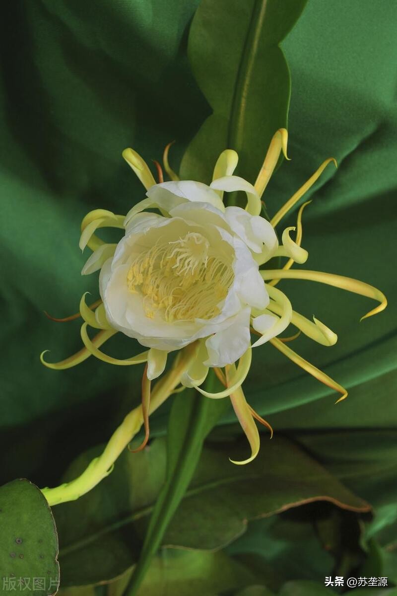 韦陀和昙花的故事的意义,韦陀昙花凄美的故事