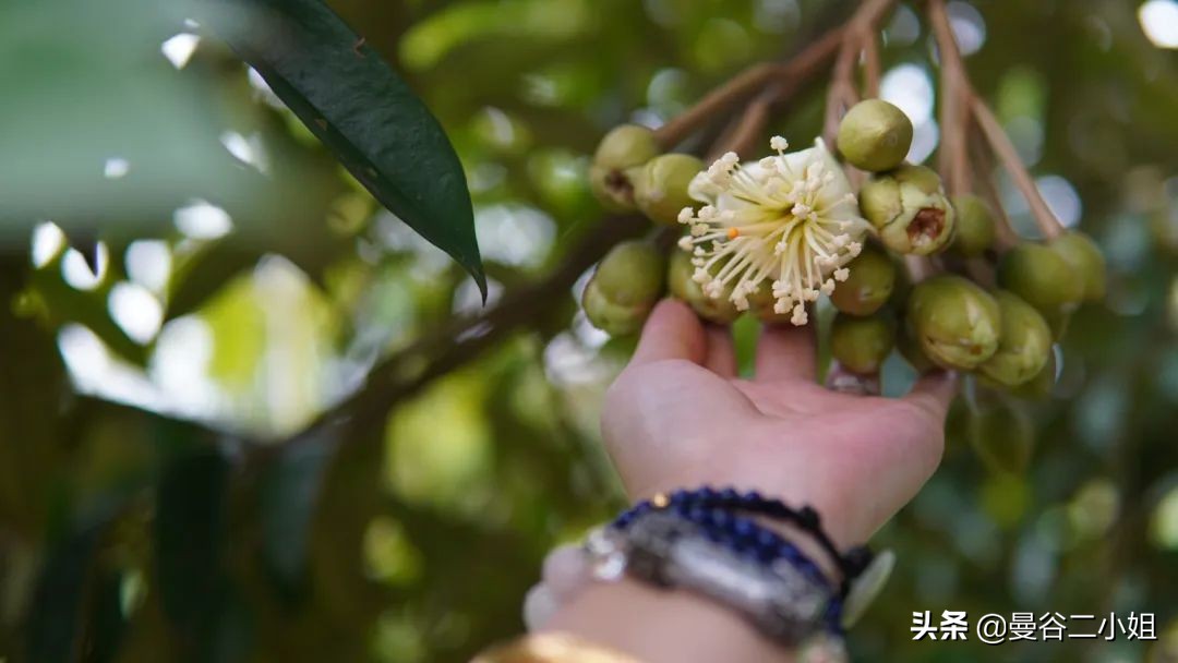 中国人在泰国种植100亩榴莲,泰国老果树榴莲
