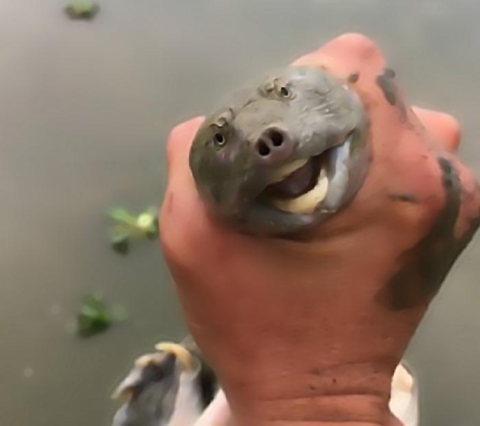 在田里挖到一只甲鱼能吃吗,土里挖出的甲鱼能吃吗