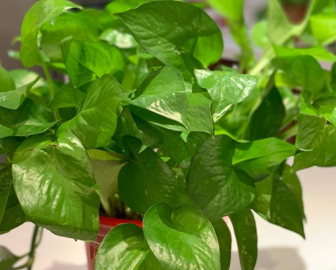 针对甲醛最好的绿植,甲醛最怕的十种绿植排名