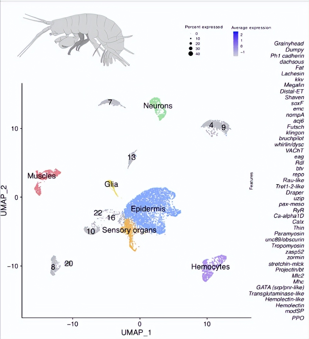 甲壳类动物断肢能再生吗,甲壳类动物肢体再生