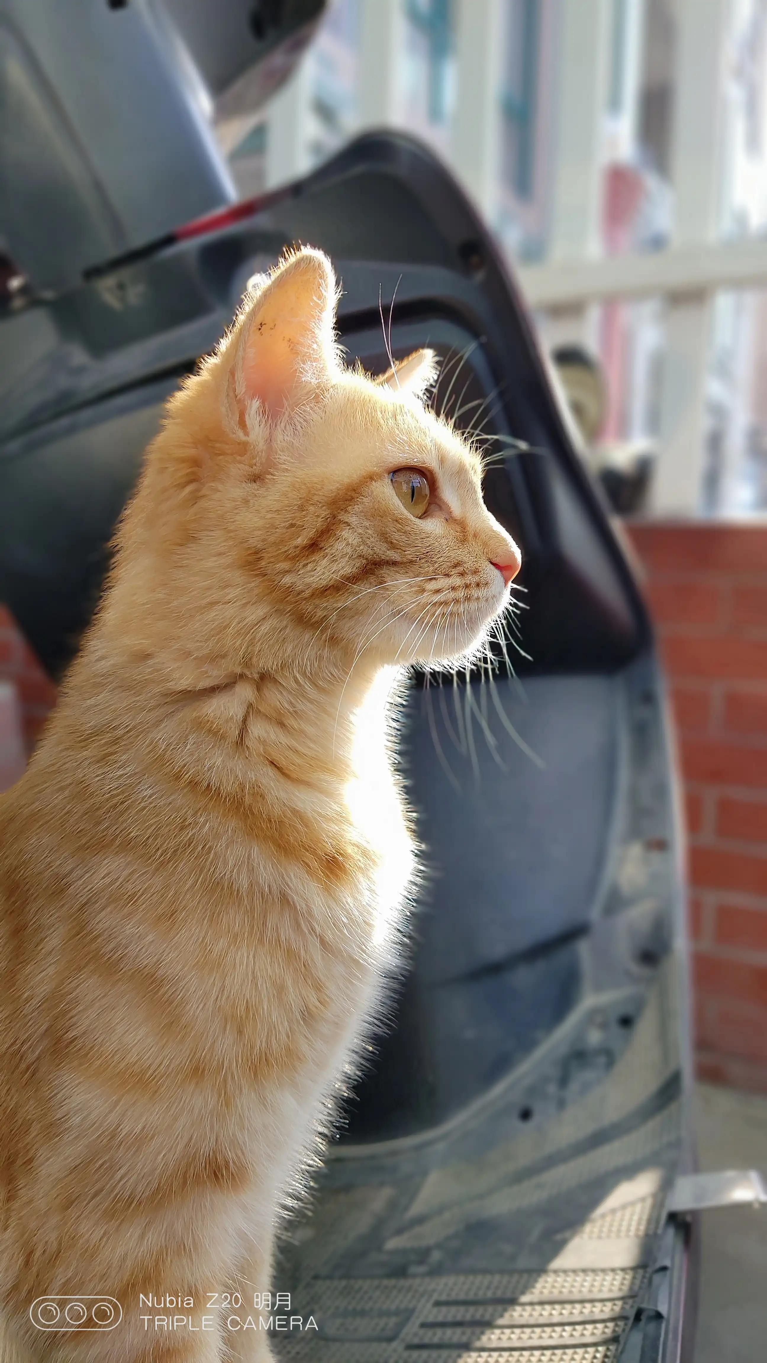 蓝绿厂为什么降价那么快,蓝绿厂为啥差距越来越大