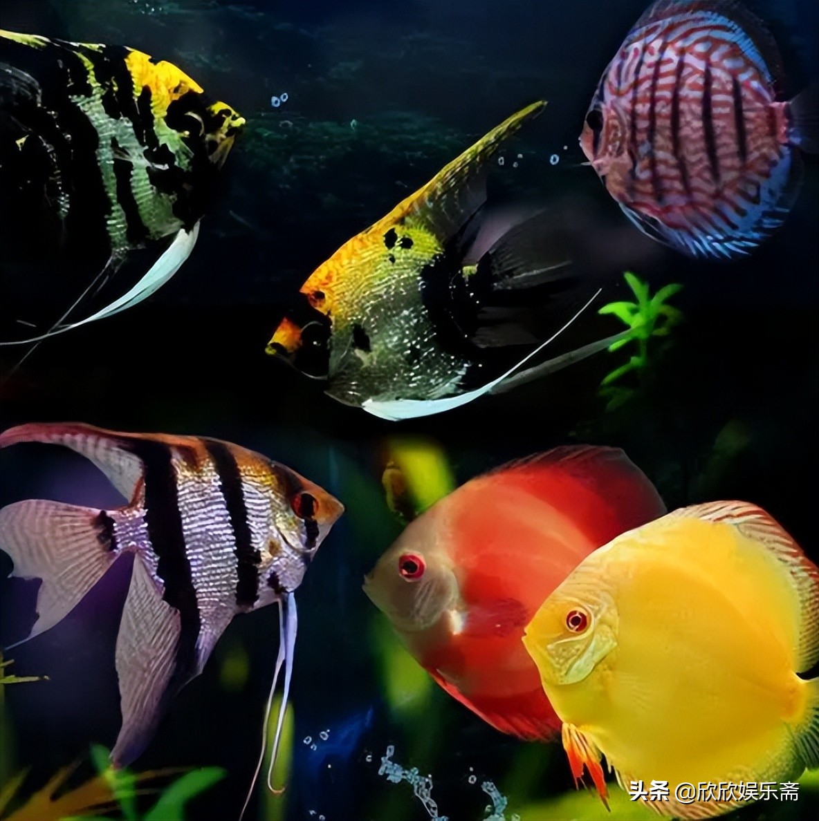 鱼缸硝化过滤细菌多久需要换,鱼缸加入硝化细菌要一直开过滤吗