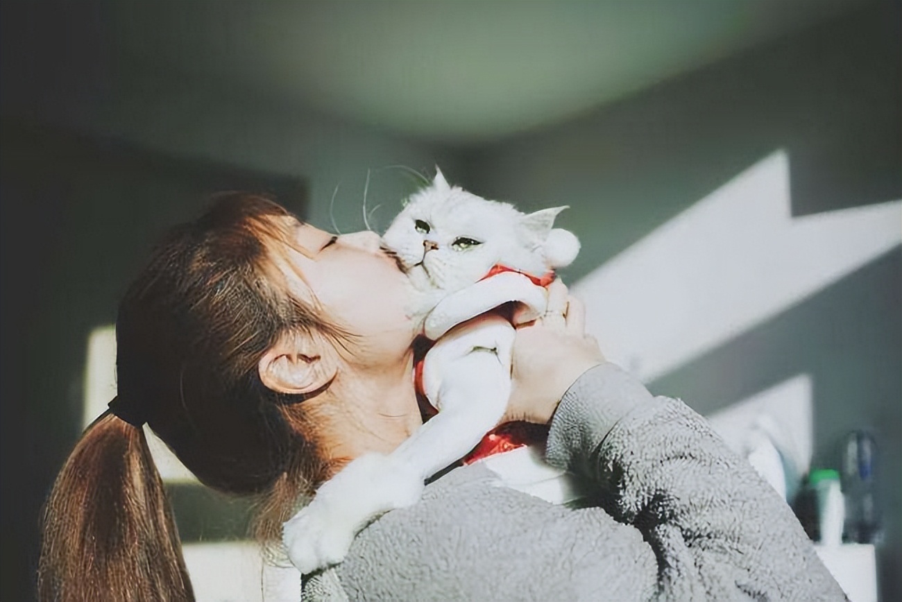 适合新手铲屎官养的6种猫咪,铲屎官需要知道的猫咪行为