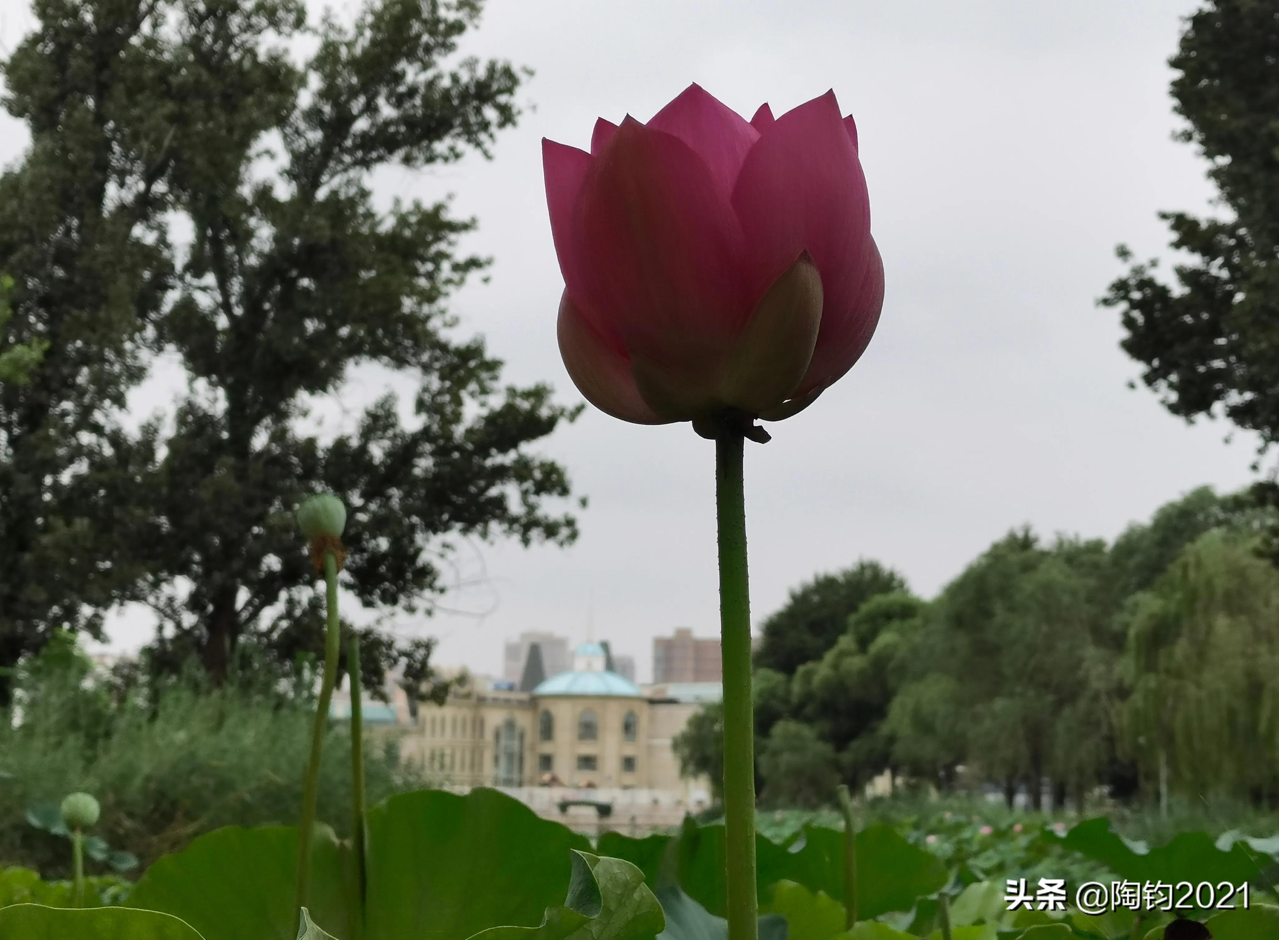 王维诗里惬意的生活,王维五律写景诗