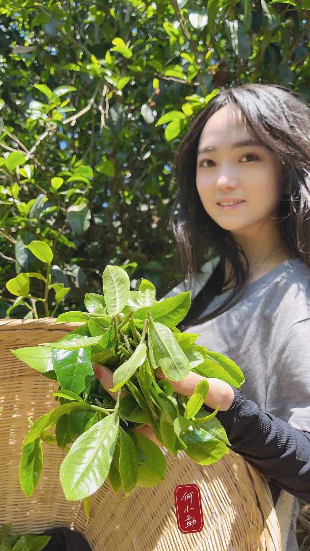 青柑普洱茶功效与作用,生普洱茶的功效与作用