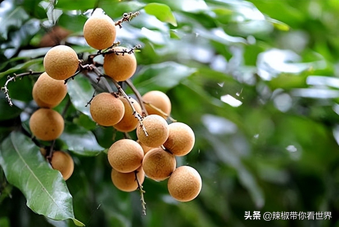 宁德大黄鱼之乡攻略,霞浦大黄鱼之乡图片