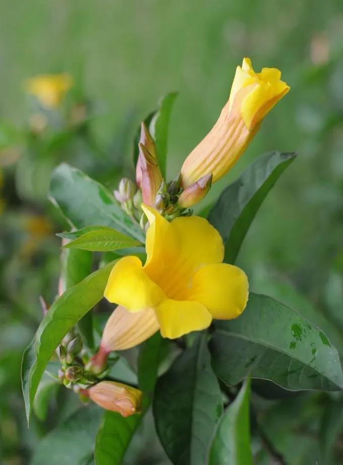 春夏之交，越来越多的花含苞欲放，这一百种娇媚蓓蕾真是美不胜收