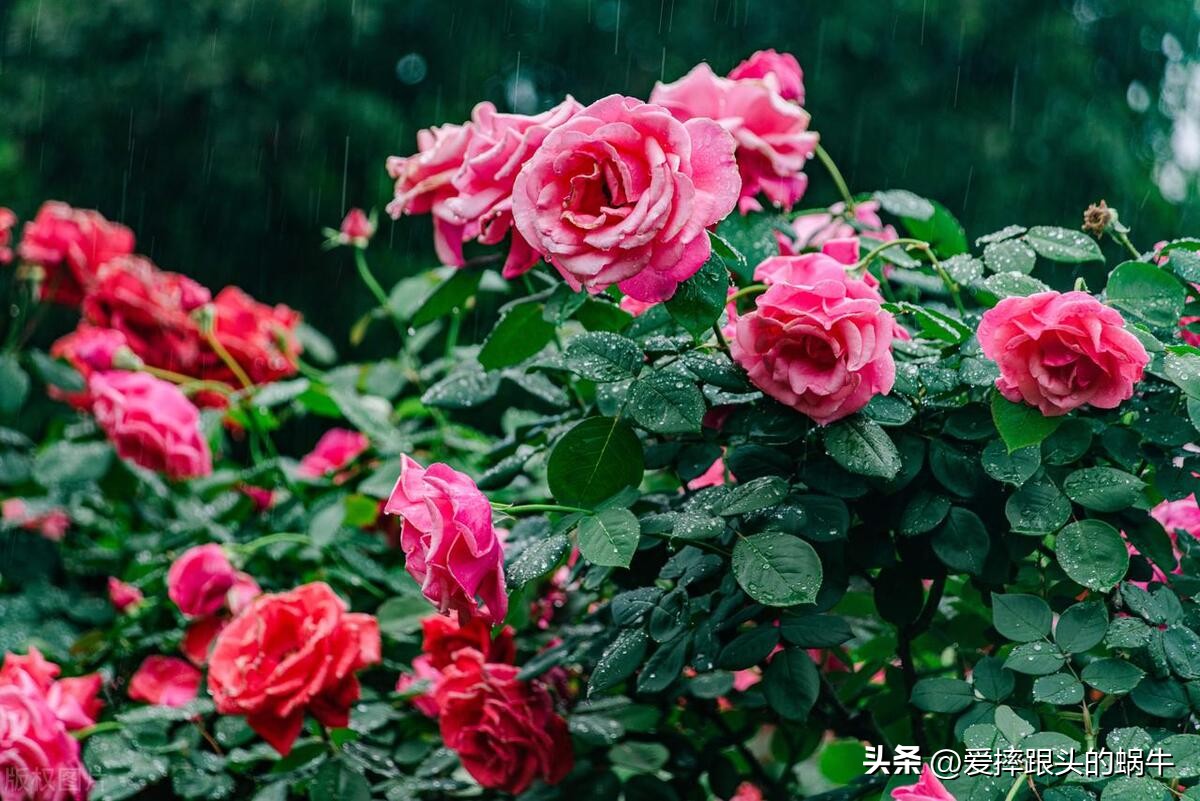 生如夏花灿烂的时候,生如夏花绚烂绽放歌曲视频