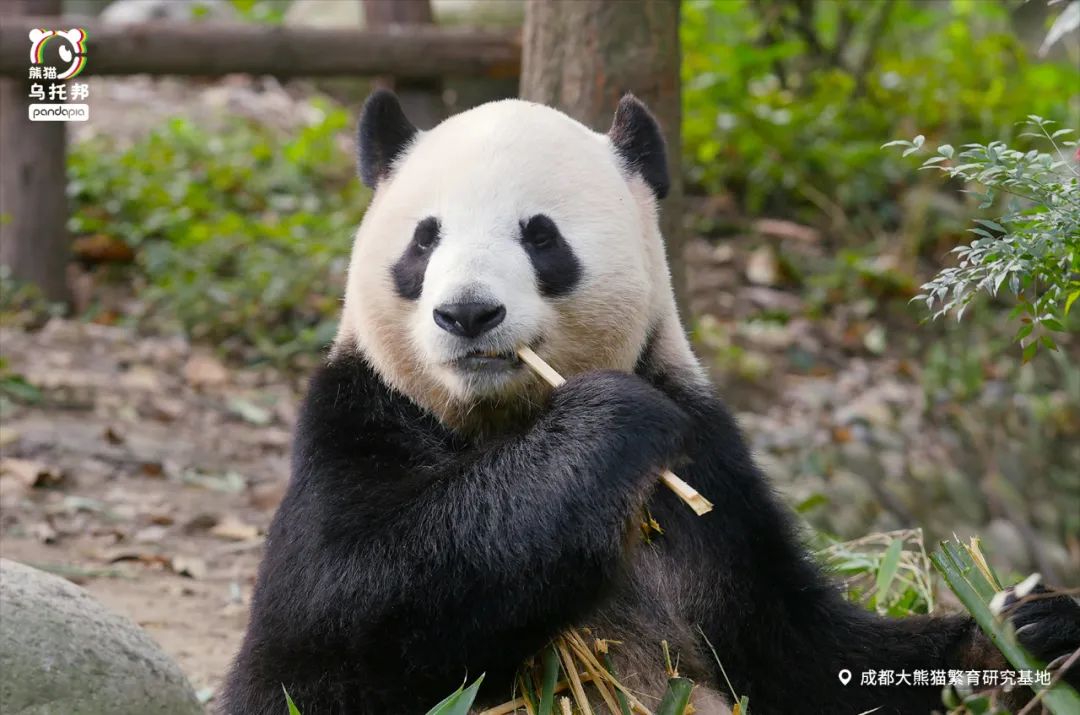 说起熊猫动画片，不会只想到功夫熊猫吧？