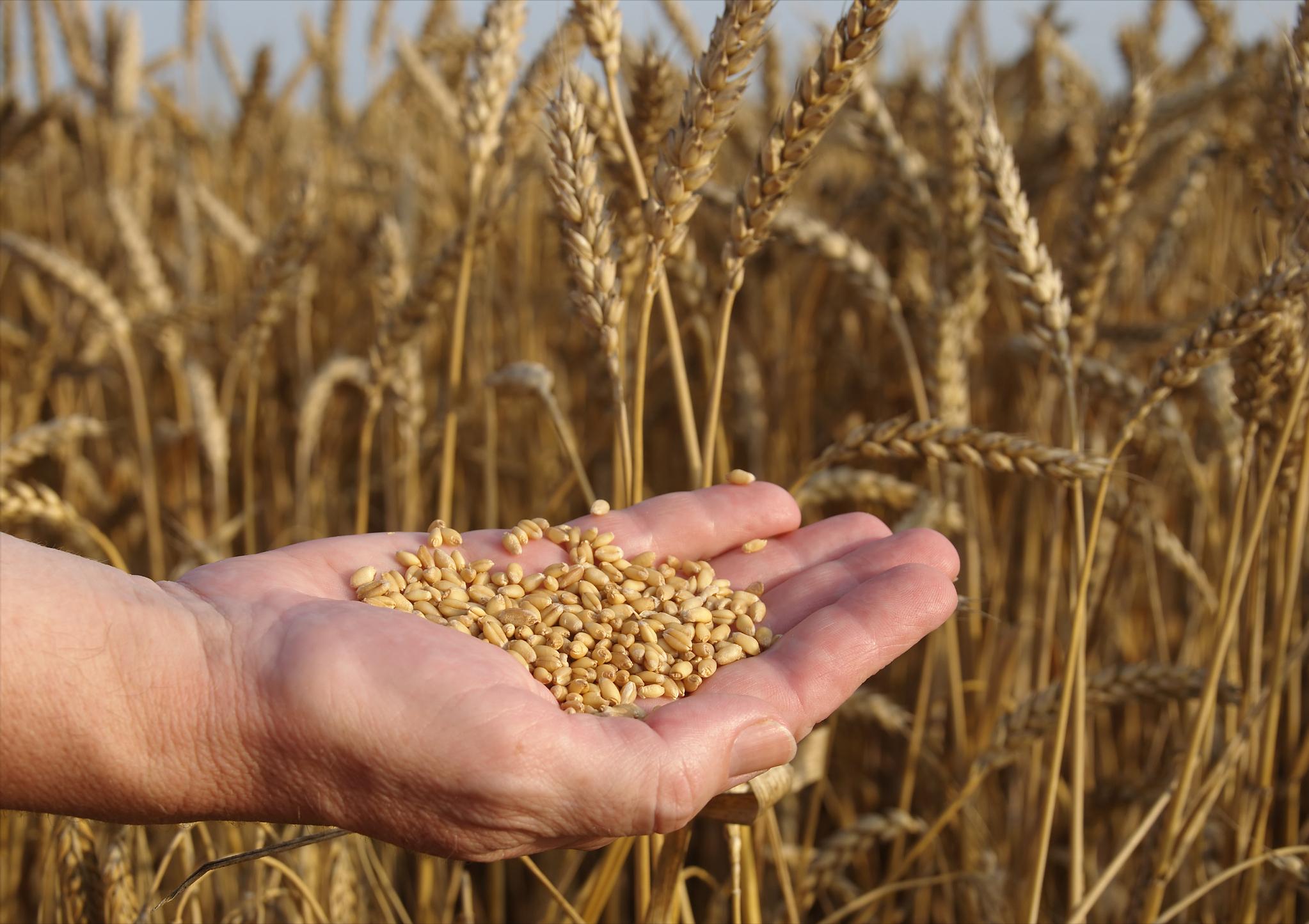 油价猪价最新消息,油价调整最新消息猪价