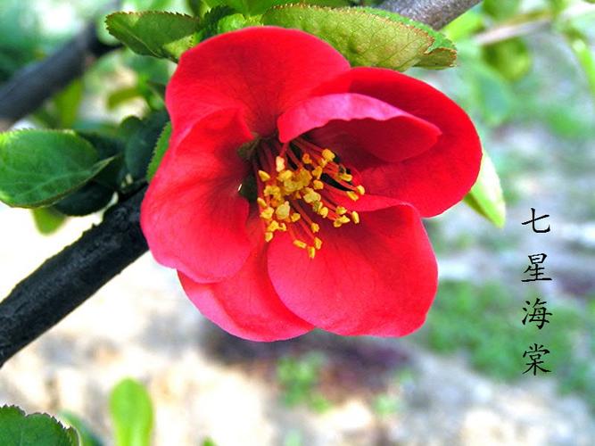 常见有毒花千万别碰,世上有毒的花和植物