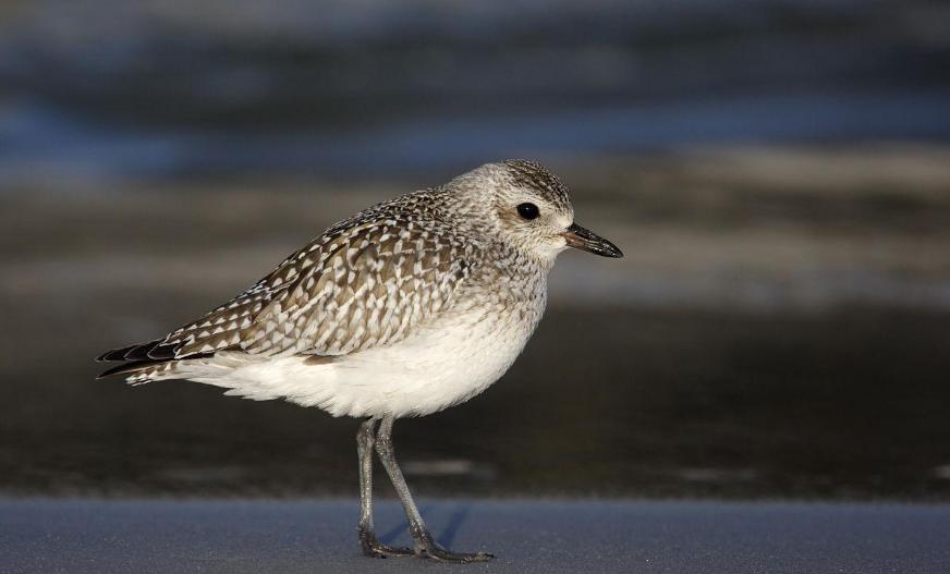 大斑鸠要吃小斑鸠吗,斑鸠喂食的危害