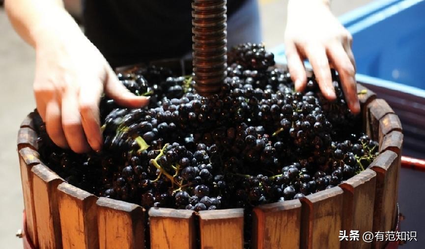 酿造葡萄酒的基本步骤,如何酿造香气扑鼻葡萄酒