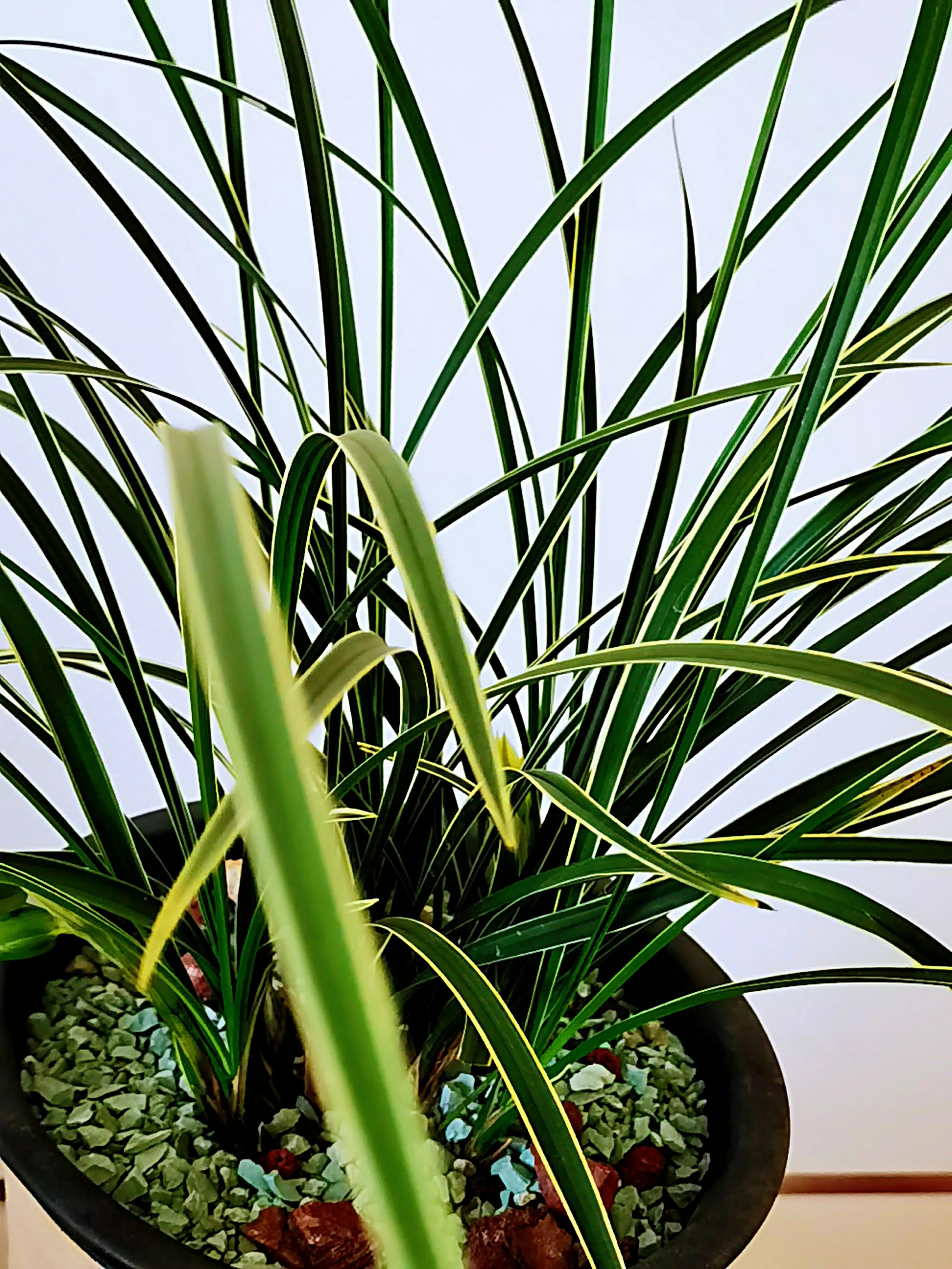 一盆兰花一个世界,一盆兰花图片大全