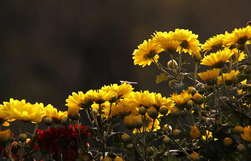 哪的菊花最正宗,什么品种的菊花最好吃