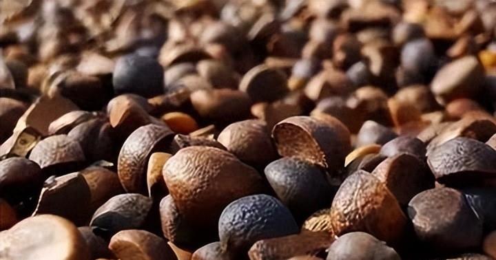 曾是皇帝*用御**，如今却无人问津，“油中软黄金”如何走向末路？