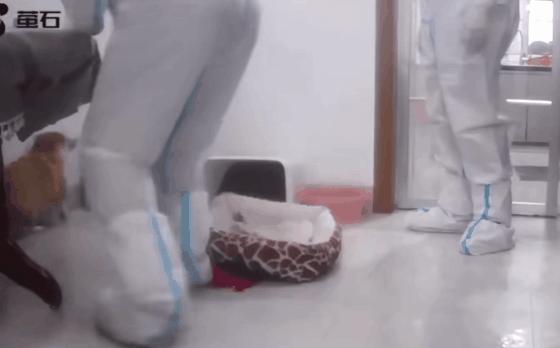 疫情宠物被无害化处理怎么办,无害化处理宠物狗