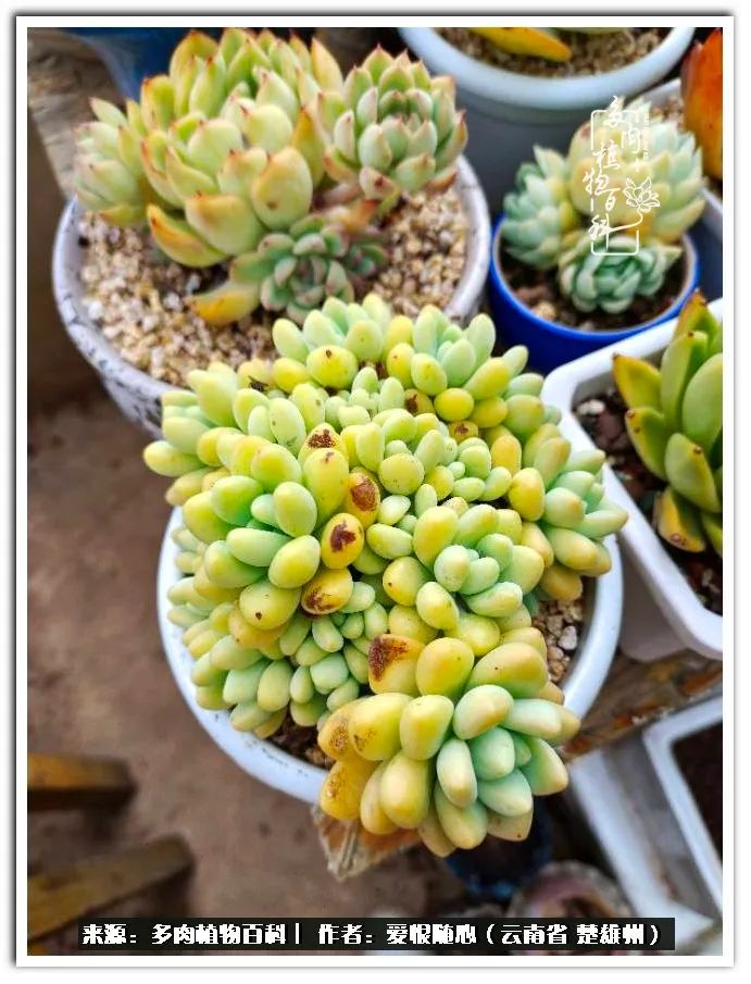 用心种好每一棵多肉,每一棵多肉都是独一无二的