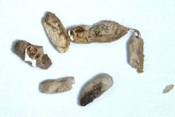 壁虎为什么有毒,为什么有的人会害怕壁虎