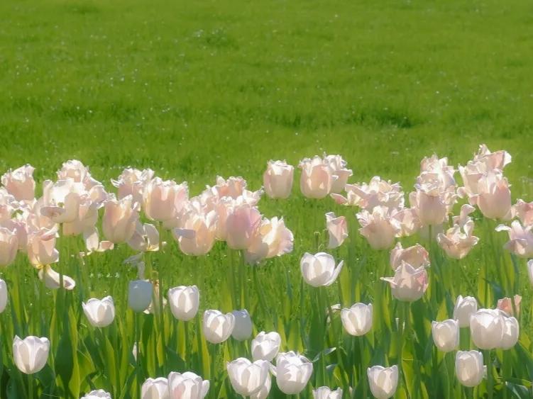 春意款款,岁月缓缓,令人心动的春日文案