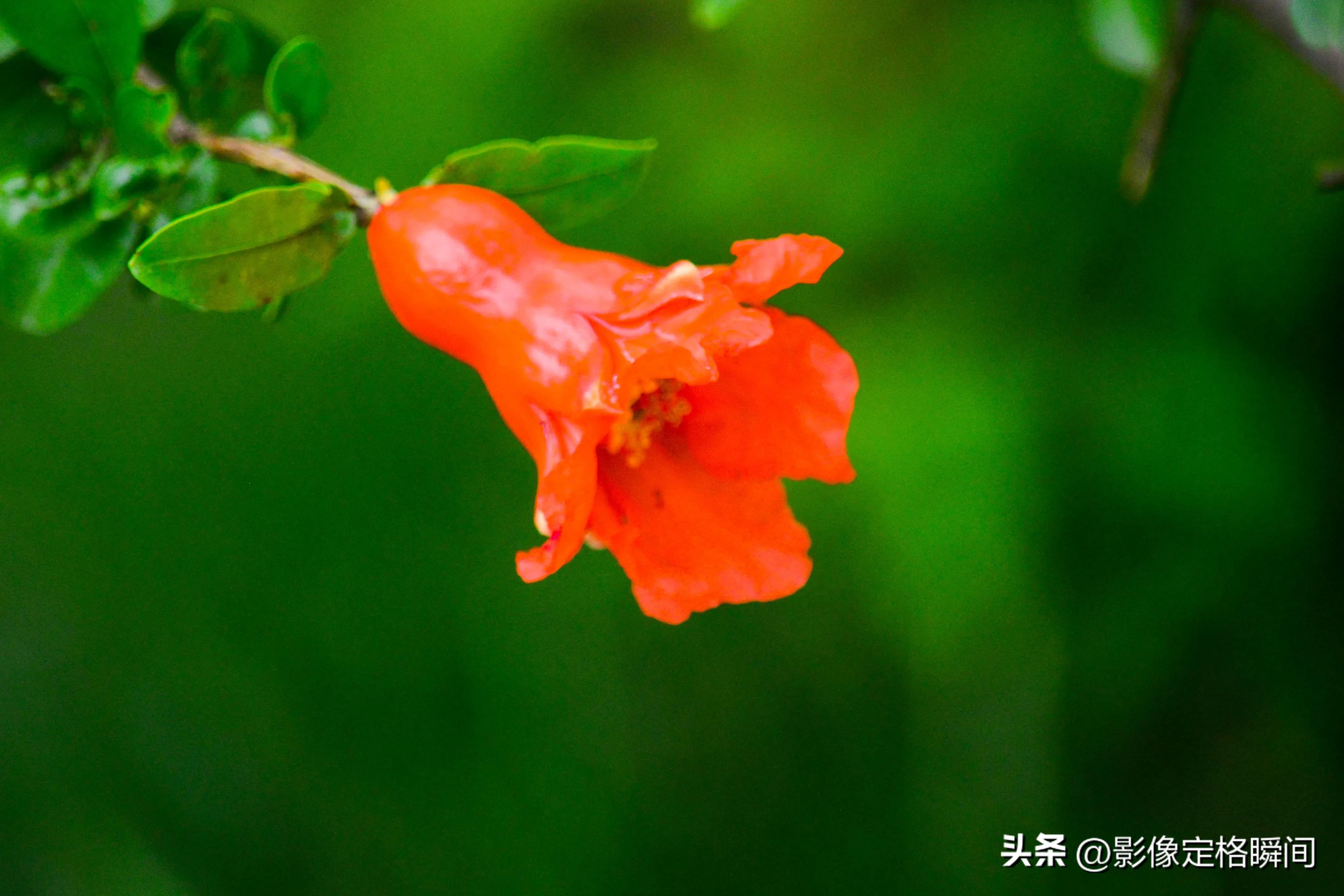 夏日花朵摄影笔记之石榴花—对美好生活的向往