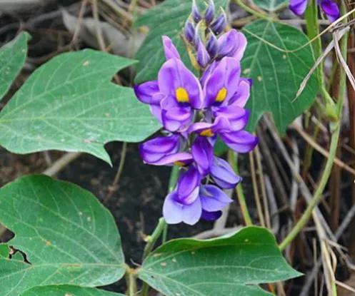 葛根为什么被称为亚洲人参,野生葛根图片植物