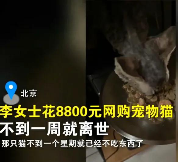 女子花十万元网购,女子花2300元买猫咪