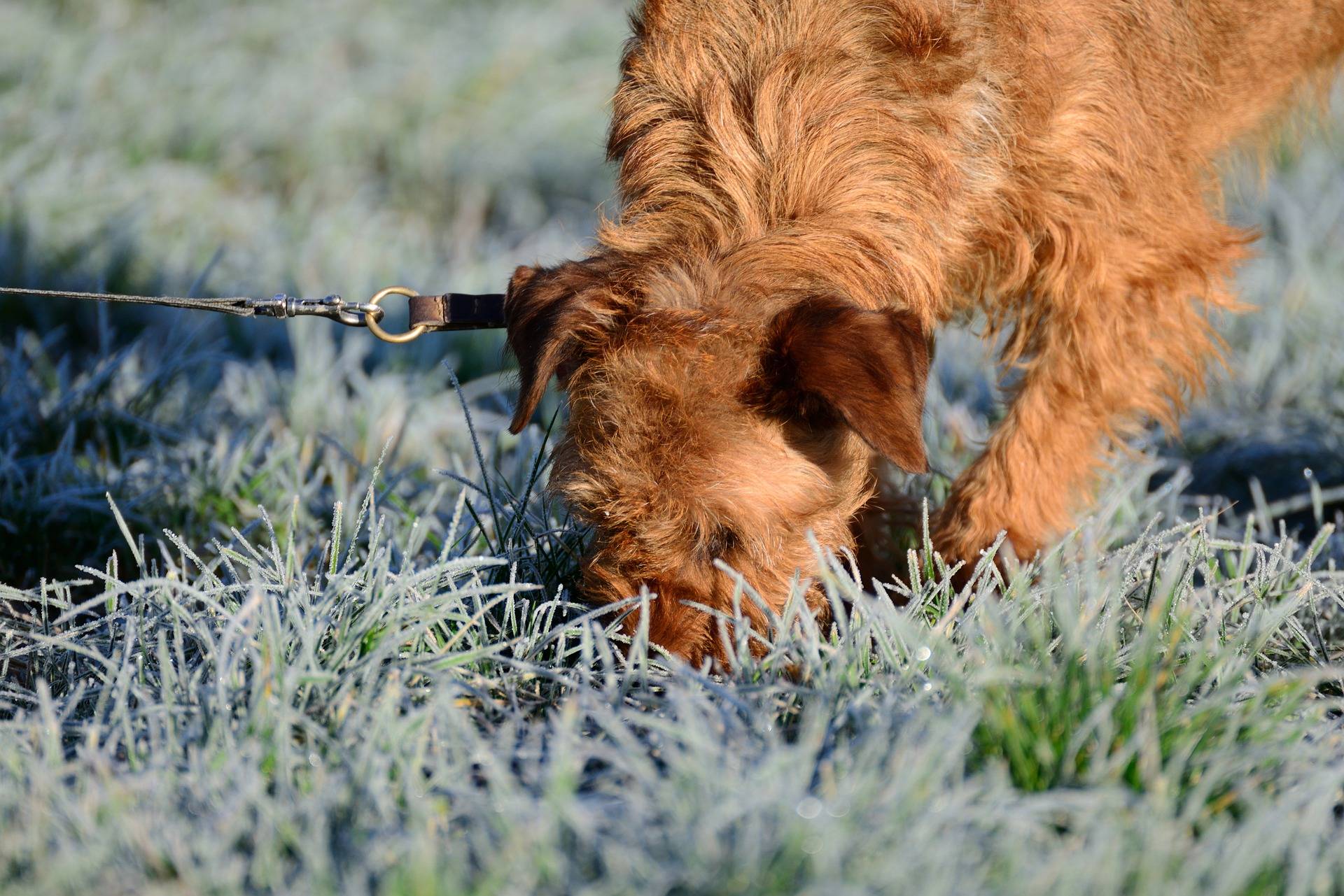 狗狗最喜欢闻的是哪些味道呢,狗狗大便为什么闻来闻去