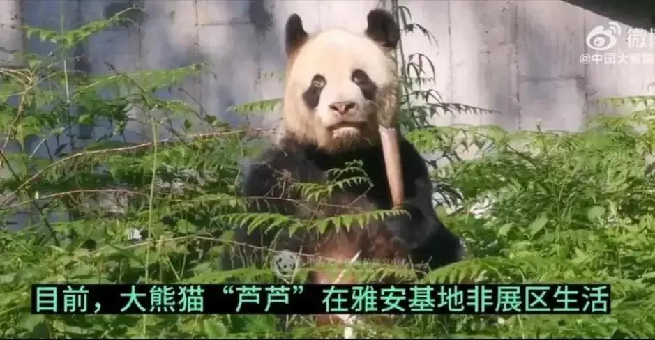 芦皇干活，揍她!美兰干活，我被打了!勇勇，小美女，哥*疼哥**你