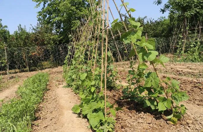 南京租地种菜农场,城市农夫屋顶蔬菜果园
